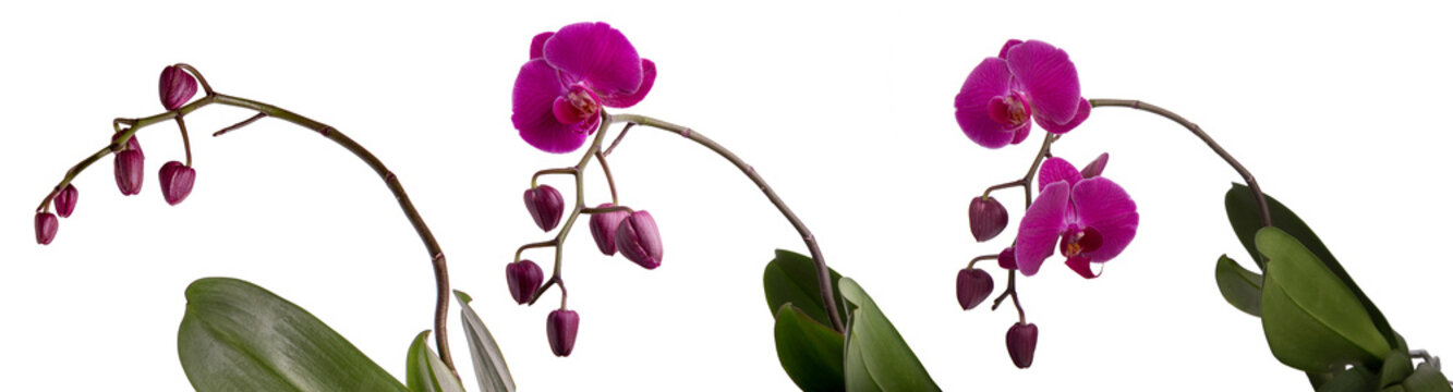 Three blooming purple Phalaenopsis orchid with buds, different stages of dissolution. Panoramic image, horizontal picture