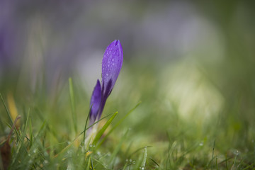 Crocus flowers in wet spring grass with shallow depth of field