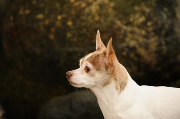 Chihuahua head shot against stone