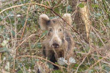 wildschwein