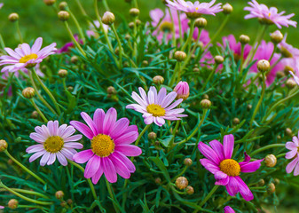 Obraz na płótnie Canvas pink daisy flowers in spring 