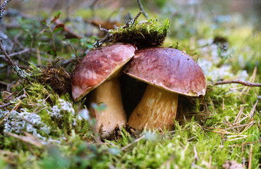Mushrooms in the forest.