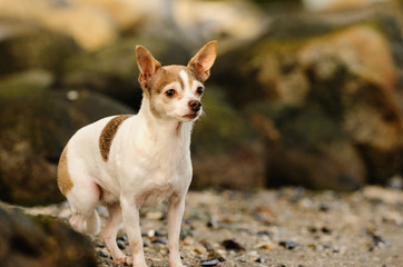 Chihuahua dog standing on rocky beach