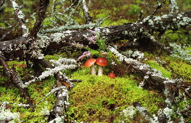 Mushrooms in the forest.