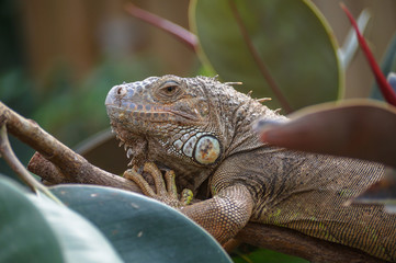 Closeup of a Iguana (Iguana iguana)