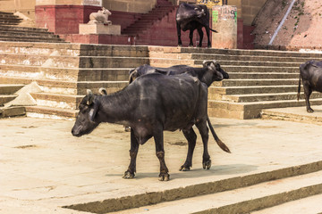 October 31, 2014: A black bull in the Ghats of Varanasi, India