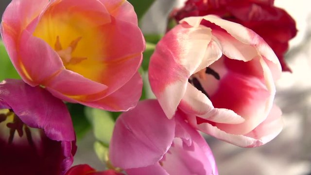 Multi-colored tulips flower blooming in time lapse. High speed camera shot. Full HD 1080p. Timelapse 