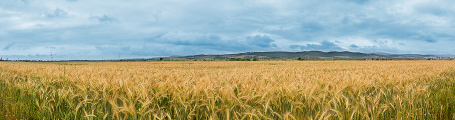 The corner of a wheat field - panorama