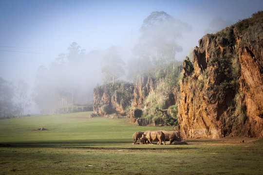 rinocerontes entre la niebla