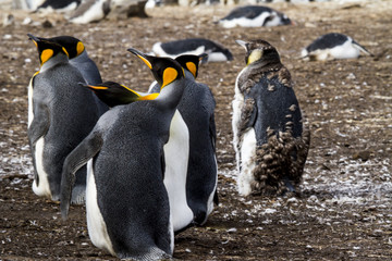 King Penguin