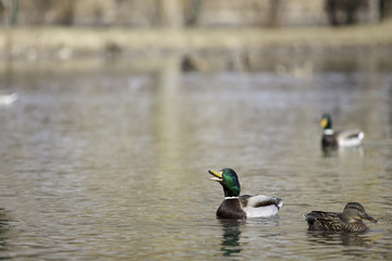 Mallards in a pond