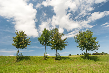 Bäume auf Wiese vor blauem Wolkenhimmel