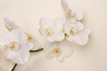 romantic branch of white orchid