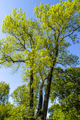 Fraxinus excelsior, Esche im Frühjahr
