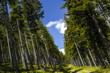 Naklejka premium Forststrasse, Fichtenbestand, Österreich, Niederösterreich, S?