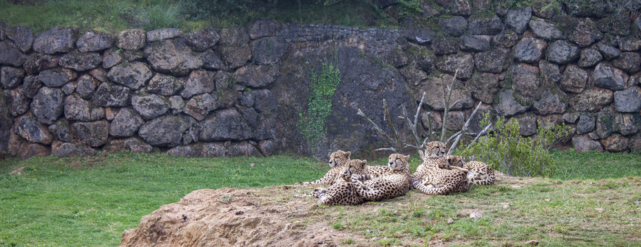 Guepardo tumbados