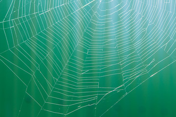 spider web or cobweb with water drops after rain