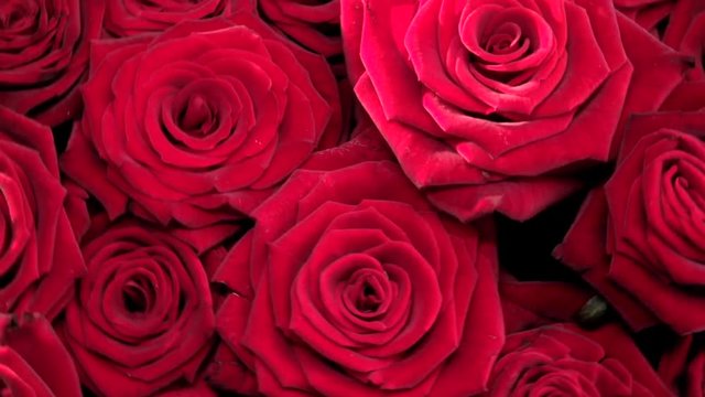 Red roses. Background of red roses. Rotation 36