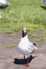 Sea gull on the grass