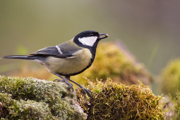 Carbonero (Parus Major)