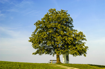 Landschaft, freistehender Baum, Bank, Marterl, Weg, Österreich,