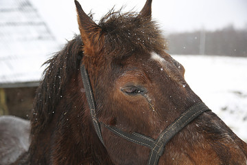 head of a horse