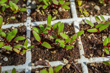 Young beet seedling growing in a greenhouse flat.