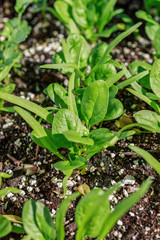 Young spinach seedlings ready to be transplanted.