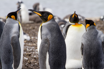 King Penguin