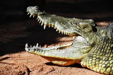 Afwasbaar Fotobehang Krokodil Profiel van een krokodil die aan het zonnebaden is