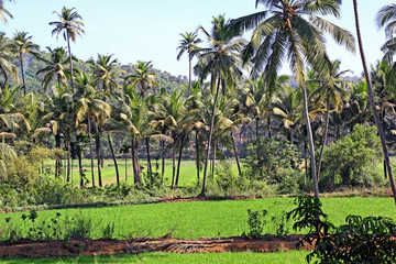 Inter crop of paddy and coconut cultivation in Goa, India. 