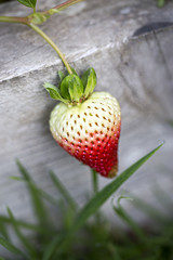 Unripe strawberry on the farm 