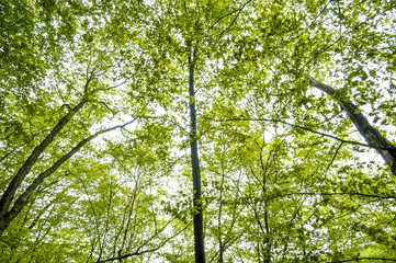 Baumimpressionen, Laubwald im Frühjahr, Österreich, Niederöst