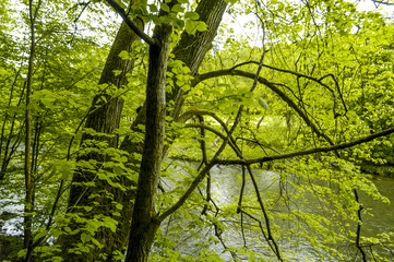 Nationalpark Thayatal, Fluss Thaya, Österreich, Niederösterrei