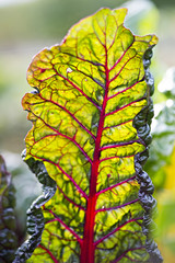 Red kale chard 