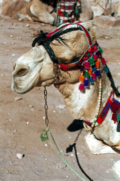 Camel, Petra, Jordan