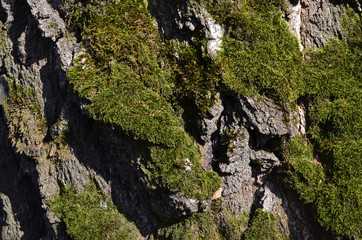 Moss on the spring tree