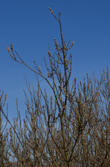 Spring landscape with the buds