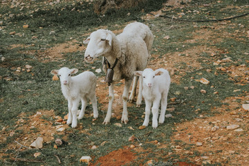 Obraz premium Borregos