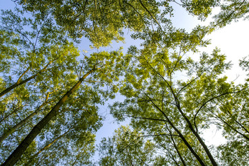 Baumimpressionen, Auwald im Frühjahr, Österreich, Niederöster
