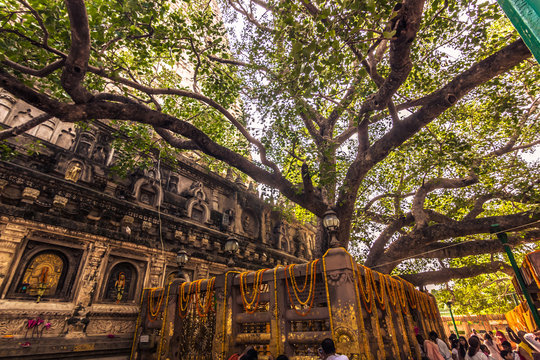 October 30, 2014: The Bodhi tree, where the Buddha reached Nirvana in Bodhgaya, India