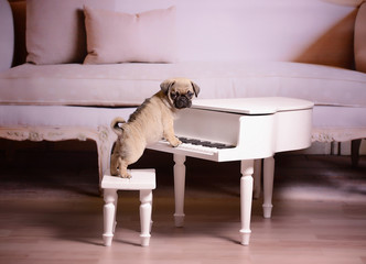 Süßer Baby Mops am Klavier Piano