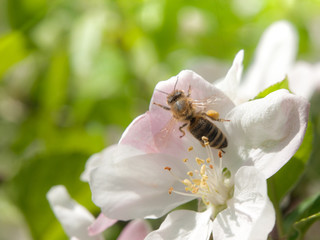 Bee collects nectar and pollen on white cherry bloom with green leaf and sun beams on the background. Spring day theme.