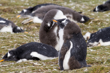 Gentoo Penguin Colony