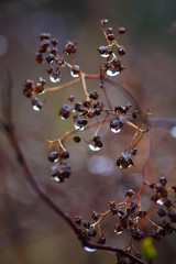 rain drops on a branch