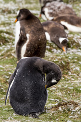 Gentoo Penguin Colony