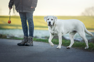 labrador retriever Hund auf einer Straße beim Spaziergang