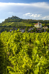 Fototapeta na wymiar Weinregion Falkenstein im Weinviertel, Österreich, Niederöster