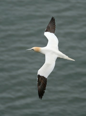 Fototapeta na wymiar Gannets are seabirds comprising the genus Morus, in the family Sulidae, closely related to boobies. They have a maximum lifespan of up to 35 years. 