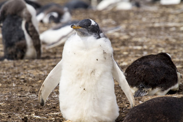Gentoo Penguin Colony